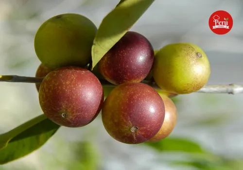 Beneficios del camu camu para la salud camu camu alto contenido de vitamina c